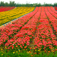 花卉种植的艺术与实践 河南俊山园林景观建设的专业视角