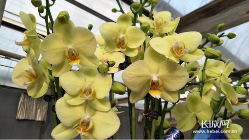 万花争艳迎新春 石家庄市2020年迎春花展暨十大花王争霸赛颁奖活动纪实